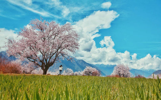 blue sky and peach blossoms in Nyingchi Tibet