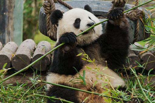 Shanghai 3-Day Adventure: Oriental Pearl Tower, Disneyland & Wildlife Safari