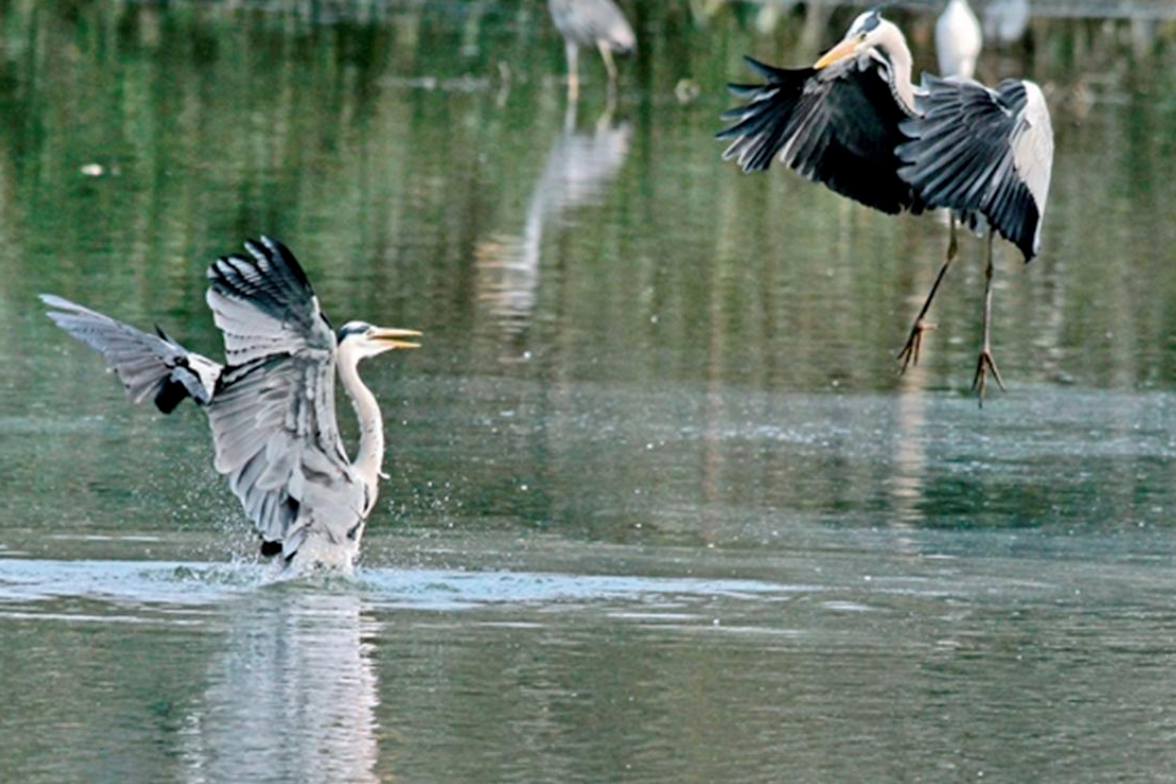 Yangzi Explorer 2025: Luxury River Cruise Yichang to Chongqing | 5 Days & 4 Nights