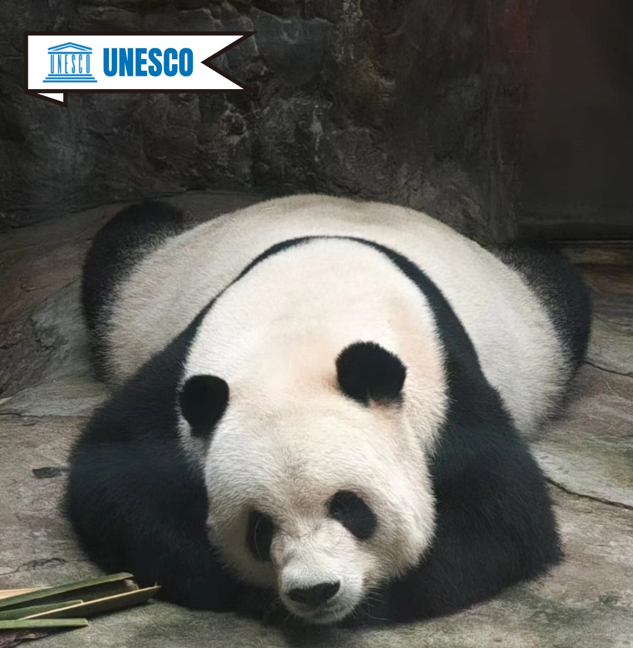 The Ultimate Beijing Experience: Pandas Garden, Summer Palace Splendor, and Temple of Heaven Tranquility