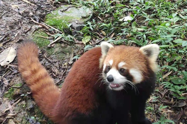 Chengdu: Private Half-Day All-inclusive Chengdu Panda Breeding Center Tour