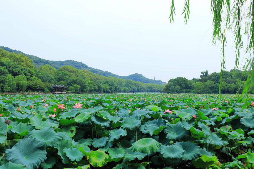 hangzhou-westlake-flowers