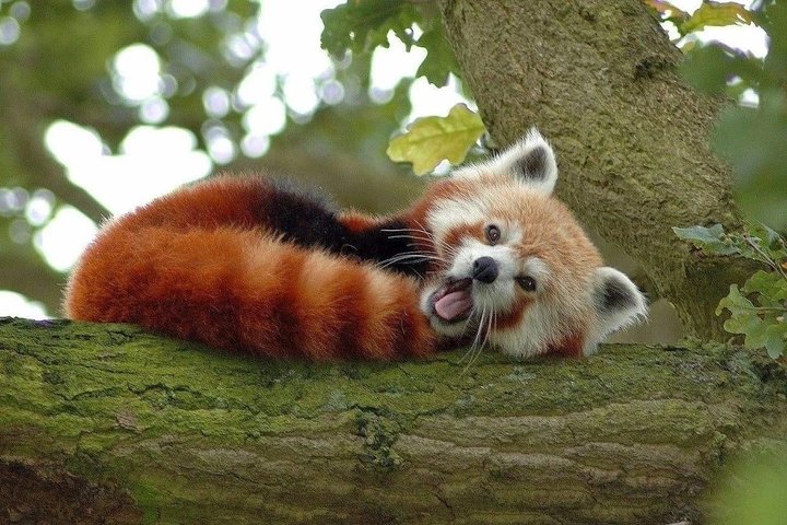 Chengdu: Private Half-Day All-inclusive Chengdu Panda Breeding Center Tour