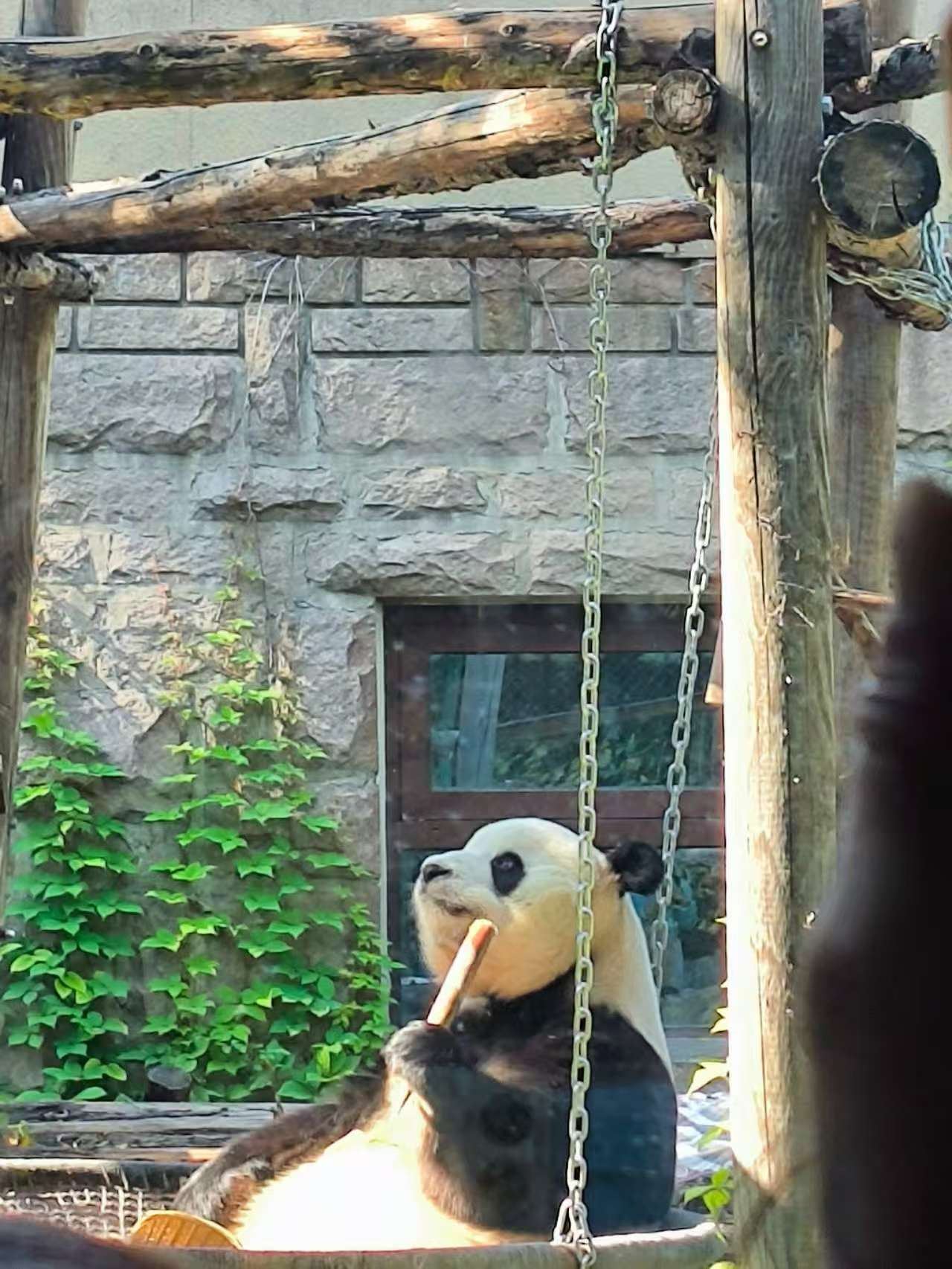The Ultimate Beijing Experience: Pandas Garden, Summer Palace Splendor, and Temple of Heaven Tranquility