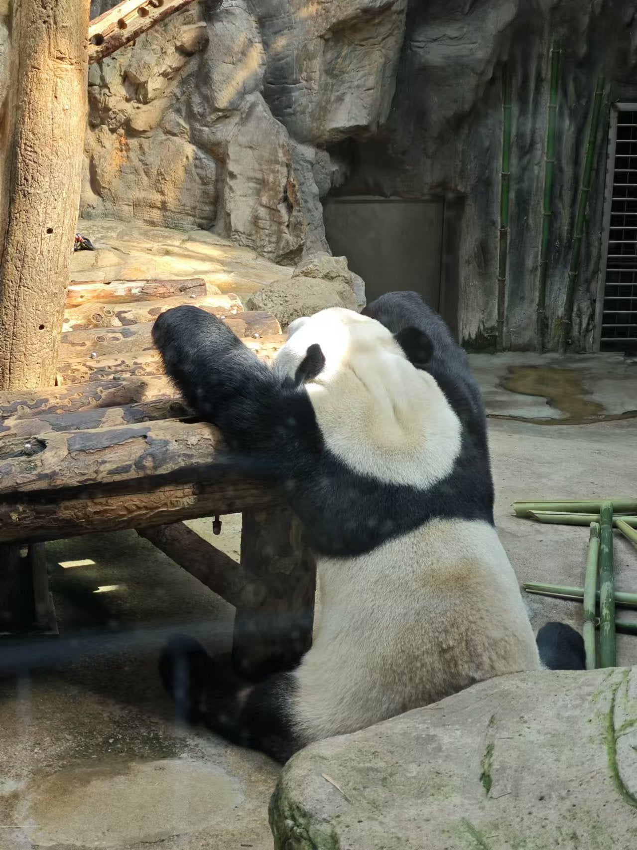 The Ultimate Beijing Experience: Pandas Garden, Summer Palace Splendor, and Temple of Heaven Tranquility