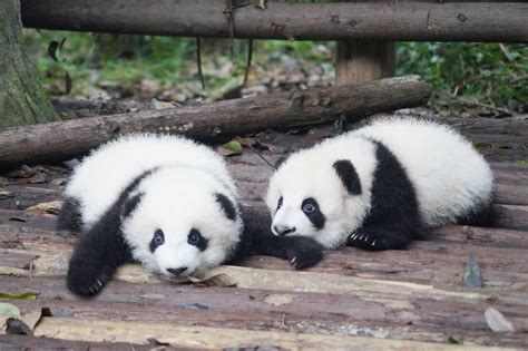 Chengdu: Private Half-Day All-inclusive Chengdu Panda Breeding Center Tour