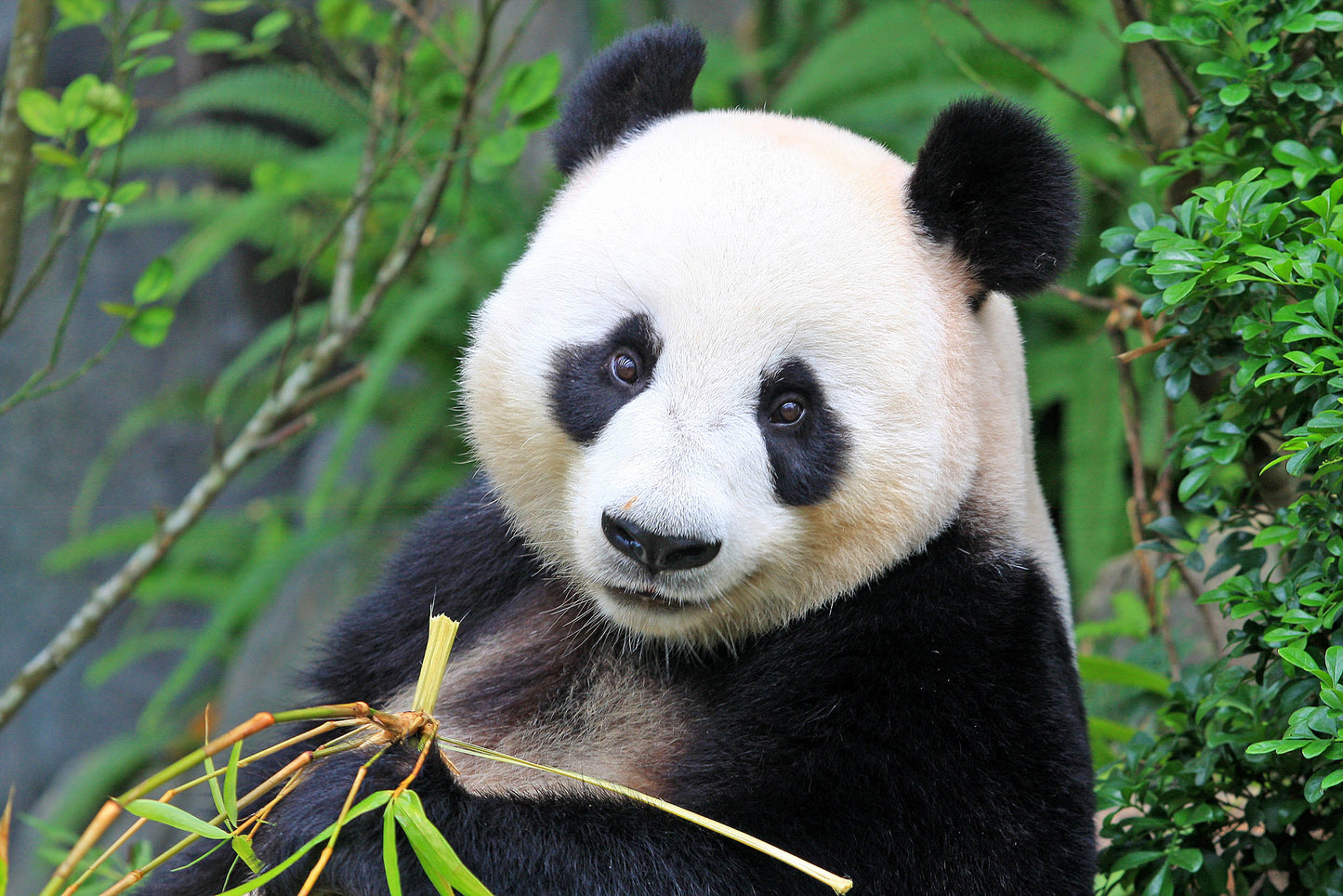 Chengdu: Private Half-Day All-inclusive Chengdu Panda Breeding Center Tour