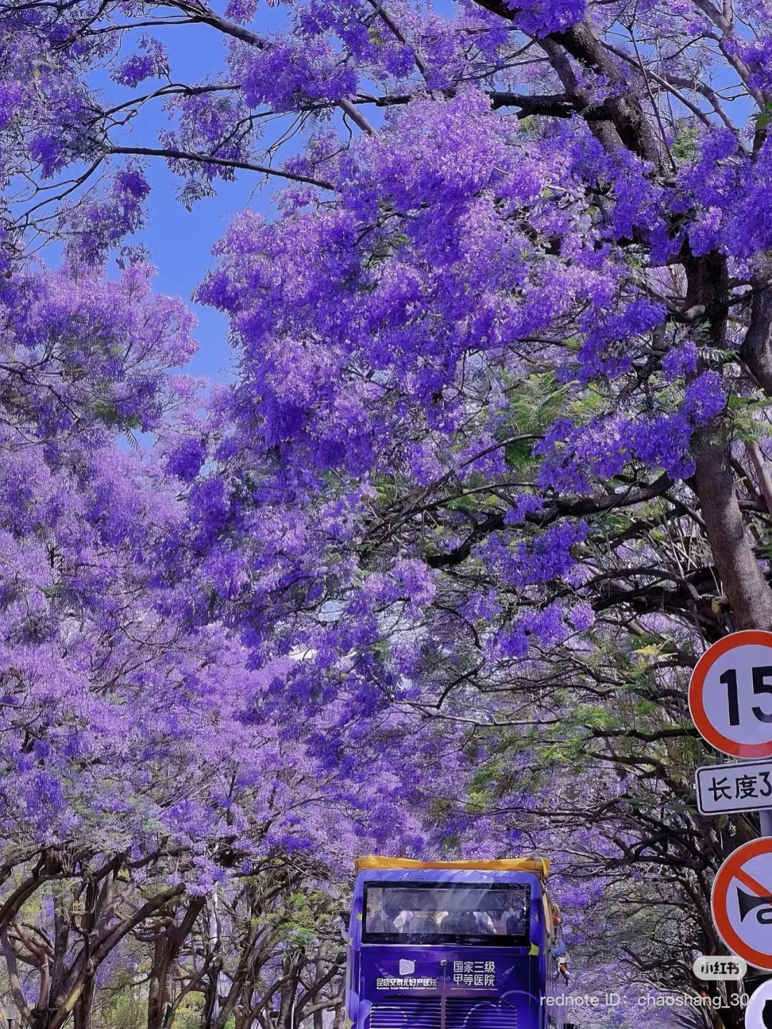 Kunming: The City of Eternal Spring Private Tour (8 hours)