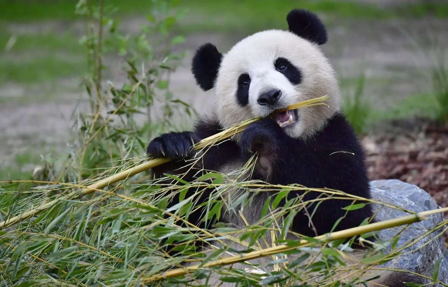 Chengdu Private Tour: Panda, Wenshu Temple, People's Park and Kuanzhai Old Street