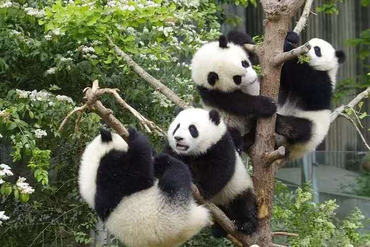 Chengdu Private Tour: Panda, Wenshu Temple, People's Park and Kuanzhai Old Street
