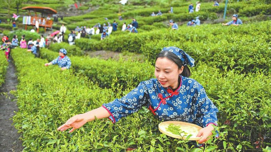 tea-picking-on-mending-mountain