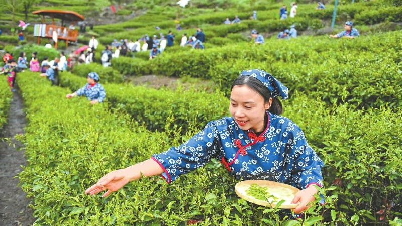 The Ultimate Guide to Tea Tasting in Chengdu(2025）