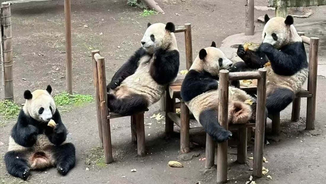 The giant pandas at the Chengdu Giant Panda Base are gathering around the "dining table" to eat bamboo