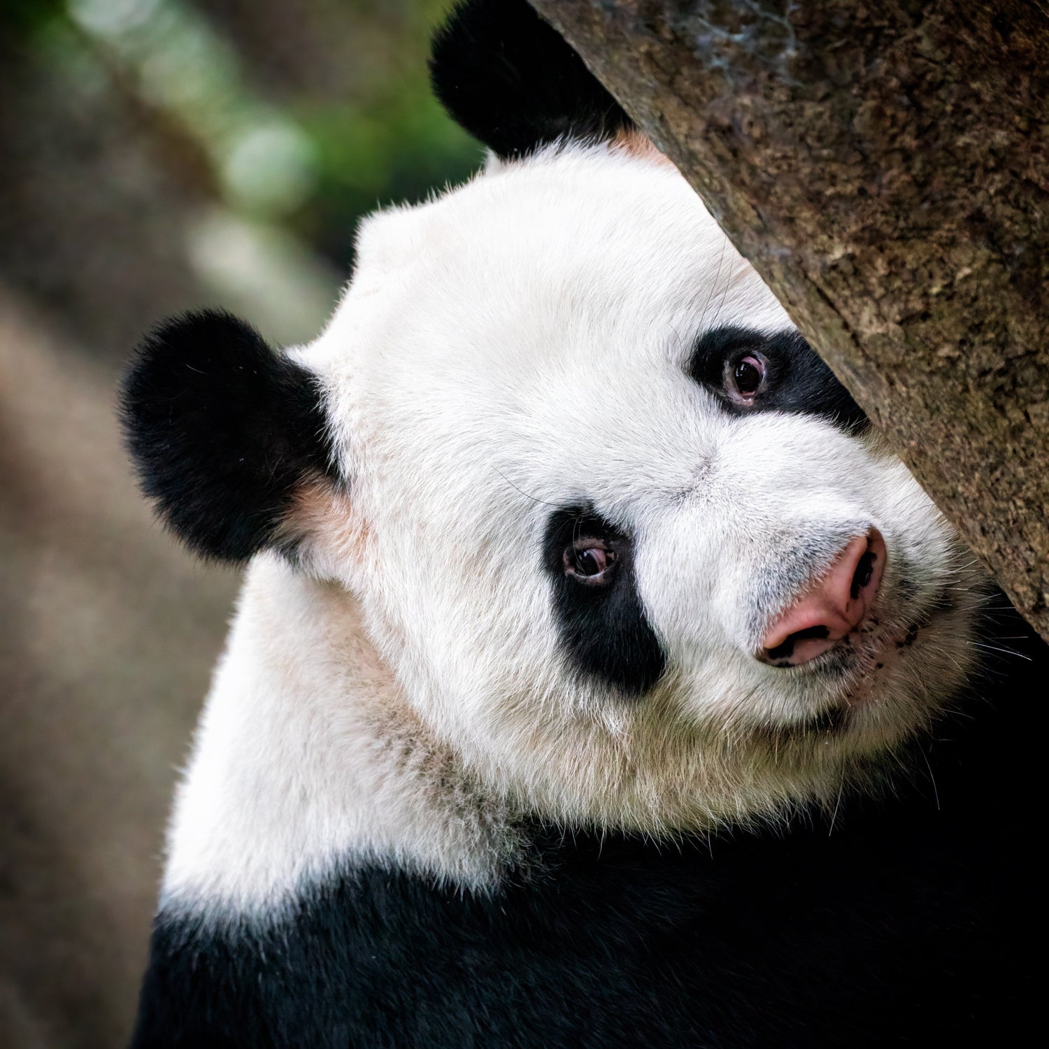 Chengdu