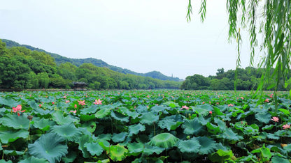 hangzhou-westlake-flowers