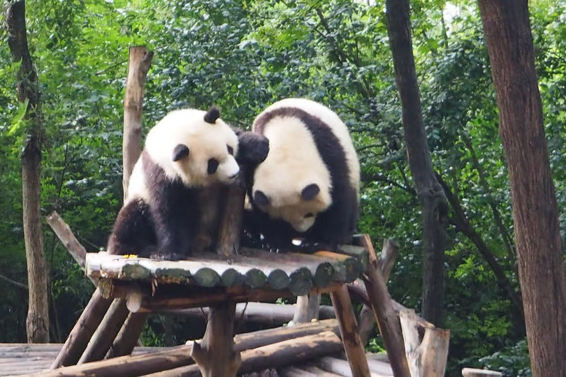 beijing-panda-house